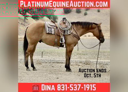 American Quarter Horse, Gelding, 8 years, Dun