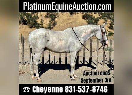 American Quarter Horse, Gelding, 8 years, Gray