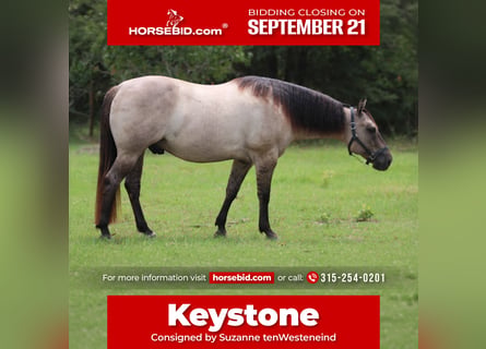 American Quarter Horse, Gelding, 8 years, Grullo