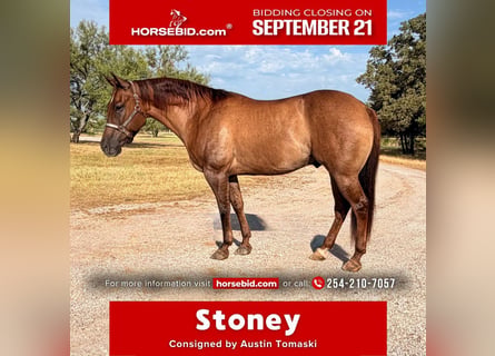 American Quarter Horse, Gelding, 8 years, Red Dun