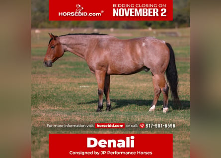 American Quarter Horse, Gelding, 8 years, Roan-Bay