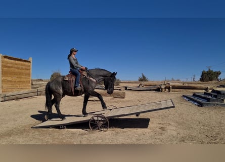 American Quarter Horse, Gelding, 8 years, Roan-Blue