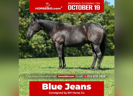 American Quarter Horse, Gelding, 8 years, Roan-Blue
