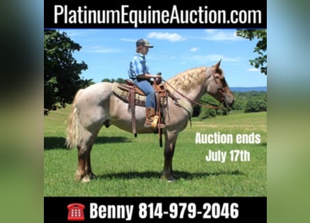 American Quarter Horse, Gelding, 8 years, Roan-Red