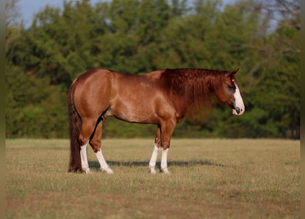 American Quarter Horse, Gelding, 8 years, Sorrel