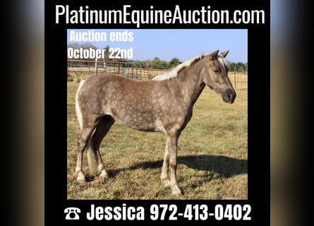 American Quarter Horse, Gelding, 9 years, 11 hh, Gray