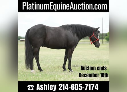 American Quarter Horse, Gelding, 9 years, 13 hh, Black