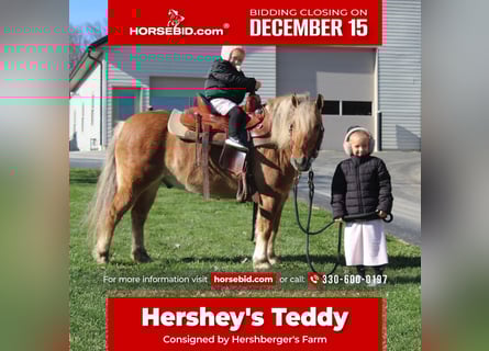 American Quarter Horse Mix, Gelding, 9 years, 13 hh, Buckskin