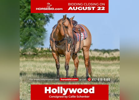 American Quarter Horse, Gelding, 9 years, 14.1 hh, Dun