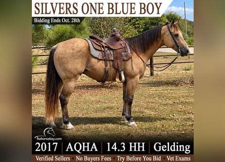 American Quarter Horse, Gelding, 9 years, 14.2 hh, Buckskin