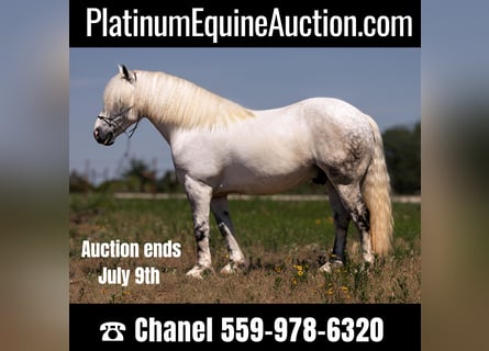 American Quarter Horse, Gelding, 9 years, 14.2 hh, Gray-Dapple