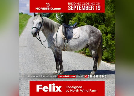 American Quarter Horse, Gelding, 9 years, 14.2 hh, Gray
