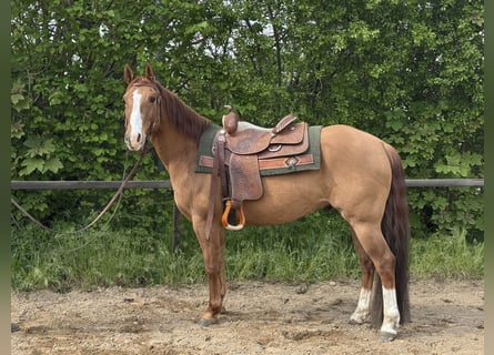 American Quarter Horse, Gelding, 9 years, 14.2 hh, Red Dun