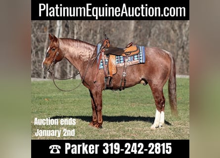 American Quarter Horse, Gelding, 9 years, 14,2 hh, Roan-Red