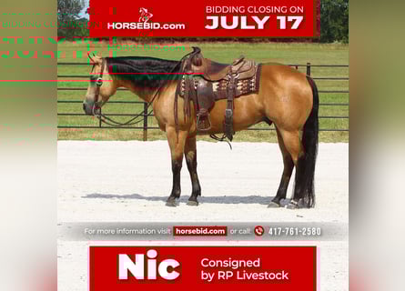 American Quarter Horse, Gelding, 9 years, 14.3 hh, Buckskin