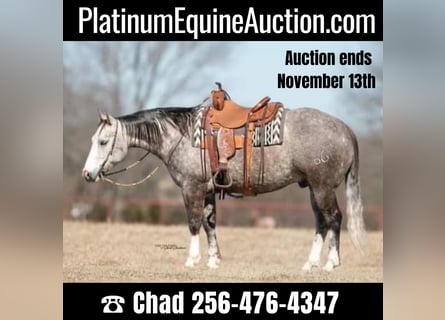 American Quarter Horse, Gelding, 9 years, 14,3 hh, Gray-Dapple