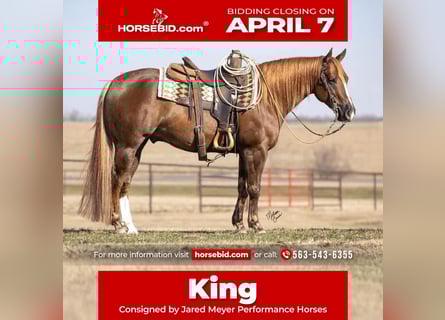 American Quarter Horse, Gelding, 9 years, 14.3 hh, Sorrel