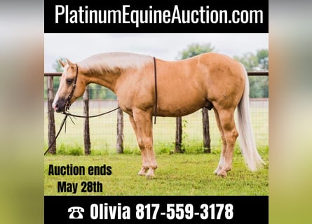 American Quarter Horse, Gelding, 9 years, 14 hh, Palomino