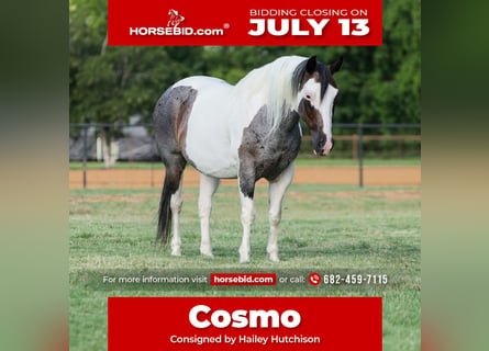 American Quarter Horse, Gelding, 9 years, 14 hh, Pinto