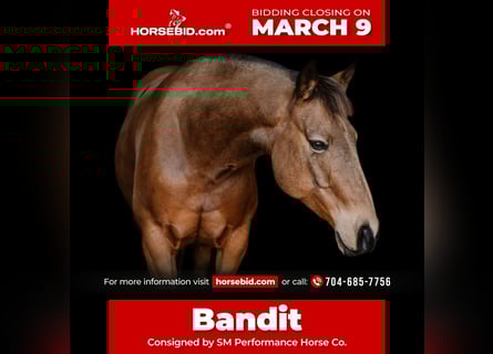 American Quarter Horse, Gelding, 9 years, 14,2 hh, Buckskin