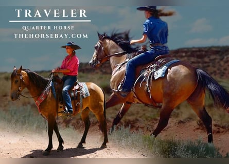 American Quarter Horse, Gelding, 9 years, 14,2 hh, Buckskin