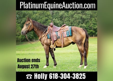 American Quarter Horse, Gelding, 9 years, 14,2 hh, Buckskin
