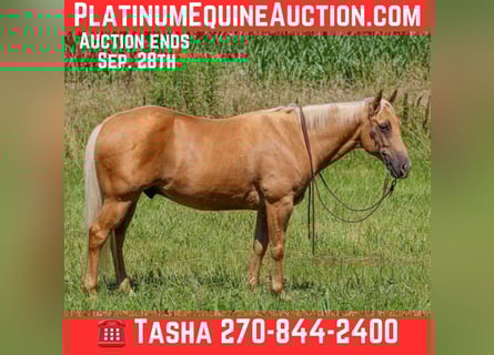 American Quarter Horse, Gelding, 9 years, 14,2 hh, Palomino