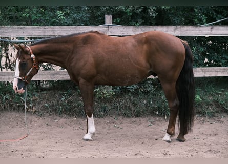 American Quarter Horse, Gelding, 9 years, 14,3 hh, Chestnut-Red