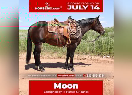 American Quarter Horse, Gelding, 9 years, 14,3 hh, Roan-Bay