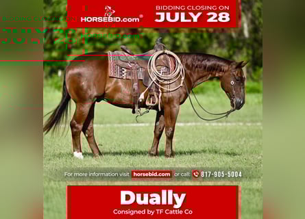 American Quarter Horse, Gelding, 9 years, 14,3 hh, Sorrel