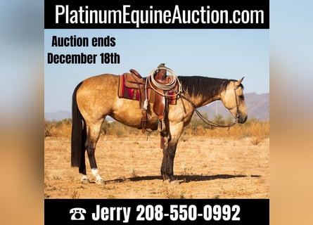 American Quarter Horse, Gelding, 9 years, 15.1 hh, Buckskin