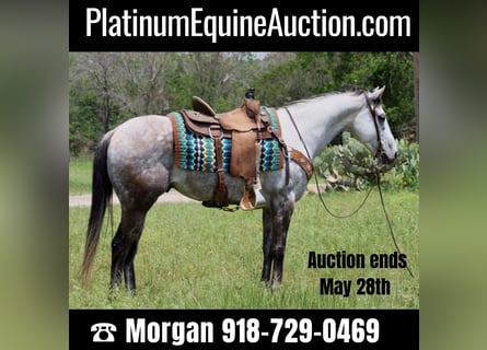 American Quarter Horse, Gelding, 9 years, 15,1 hh, Gray-Dapple