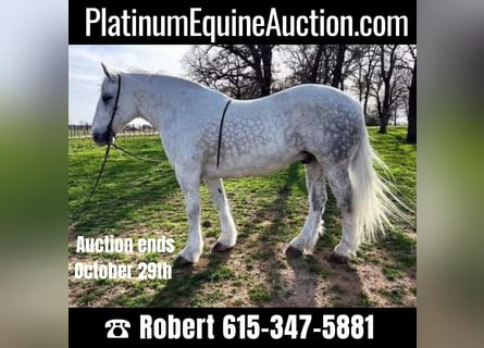 American Quarter Horse, Gelding, 9 years, 15.1 hh, Gray-Dapple