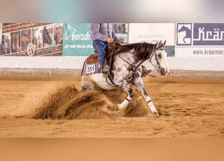 American Quarter Horse, Gelding, 9 years, 15.1 hh, Grey-Dapple