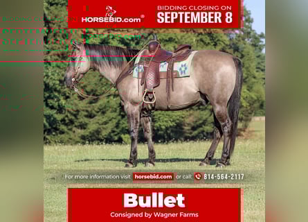 American Quarter Horse, Gelding, 9 years, 15.1 hh, Grullo