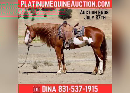 American Quarter Horse, Gelding, 9 years, 15.1 hh, Overo-all-colors