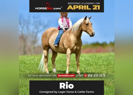 American Quarter Horse, Gelding, 9 years, 15.1 hh, Palomino