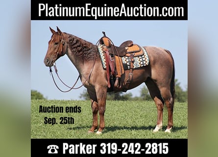 American Quarter Horse, Gelding, 9 years, 15.1 hh, Palomino