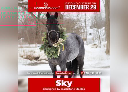 American Quarter Horse, Gelding, 9 years, 15.1 hh, Roan-Blue