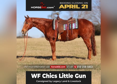 American Quarter Horse, Gelding, 9 years, 15.1 hh, Sorrel