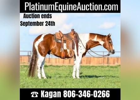 American Quarter Horse, Gelding, 9 years, 15,1 hh, Tobiano-all-colors