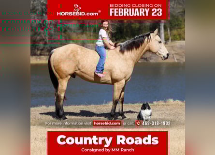 American Quarter Horse, Gelding, 9 years, 15.2 hh, Buckskin