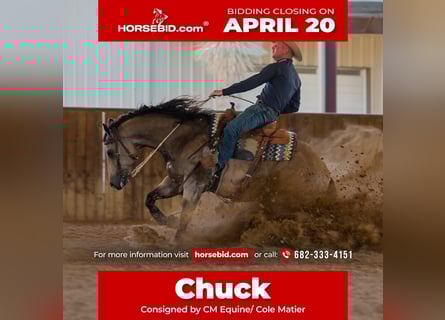 American Quarter Horse, Gelding, 9 years, 15.2 hh, Buckskin