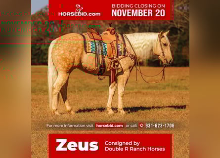 American Quarter Horse, Gelding, 9 years, 15.2 hh, Palomino