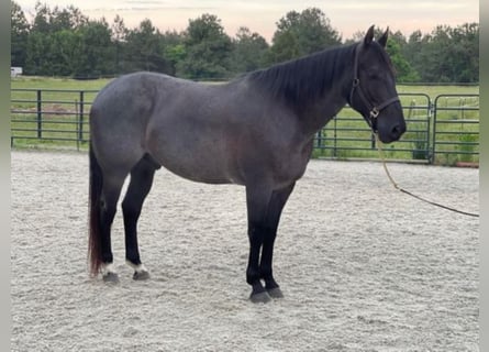 American Quarter Horse, Gelding, 9 years, 15.2 hh, Roan-Blue