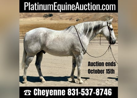 American Quarter Horse, Gelding, 9 years, 15.3 hh, Gray