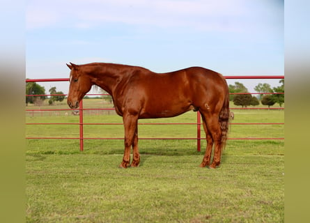 American Quarter Horse, Wallach, 9 Jahre, 15,3 hh, Rotfuchs