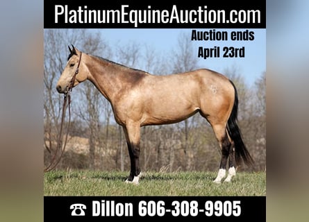 American Quarter Horse, Gelding, 9 years, 15 hh, Buckskin