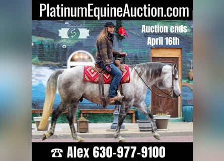 American Quarter Horse, Gelding, 9 years, 15 hh, Gray-Dapple