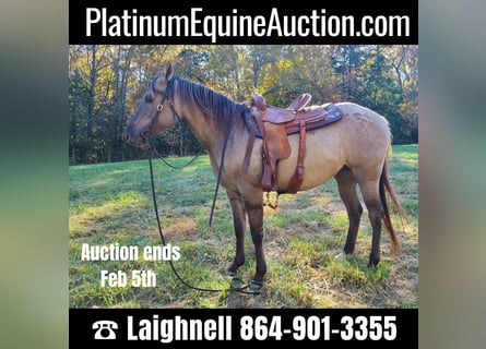 American Quarter Horse, Gelding, 9 years, 15 hh, Grullo